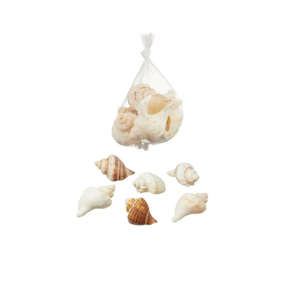 muschel deko, Deko muscheln, deko muscheln bunt, bunte muscheln