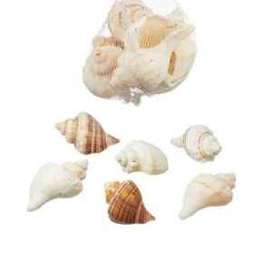 muschel deko, Deko muscheln, deko muscheln bunt, bunte muscheln