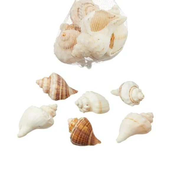 muschel deko, Deko muscheln, deko muscheln bunt, bunte muscheln
